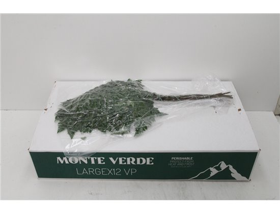 Praprot Ex x12 (vacuum) (p. bunch) c1017