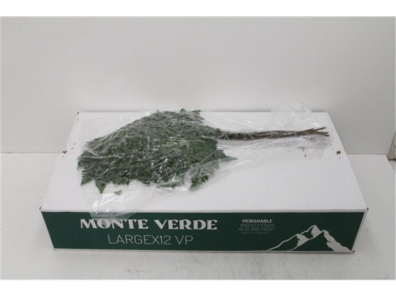 Praprot Ex x12 (vacuum) (p. bunch) c1017