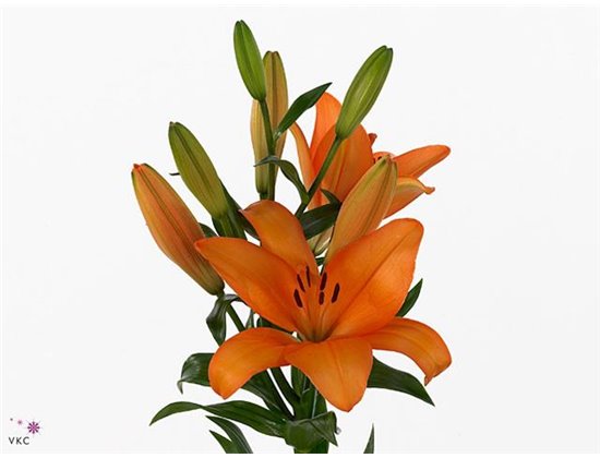 Lilija Longi x Aziatic Aqua Honesty c1034