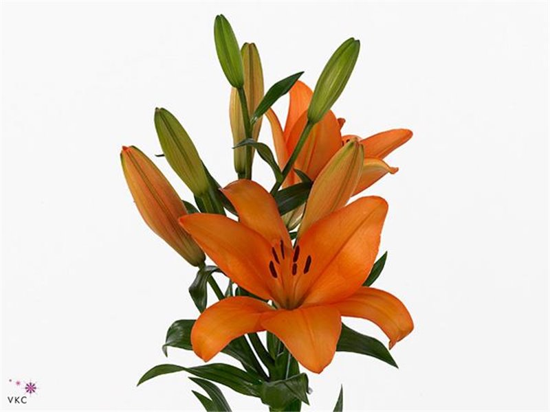 Lilija Longi x Aziatic Aqua Honesty c1034