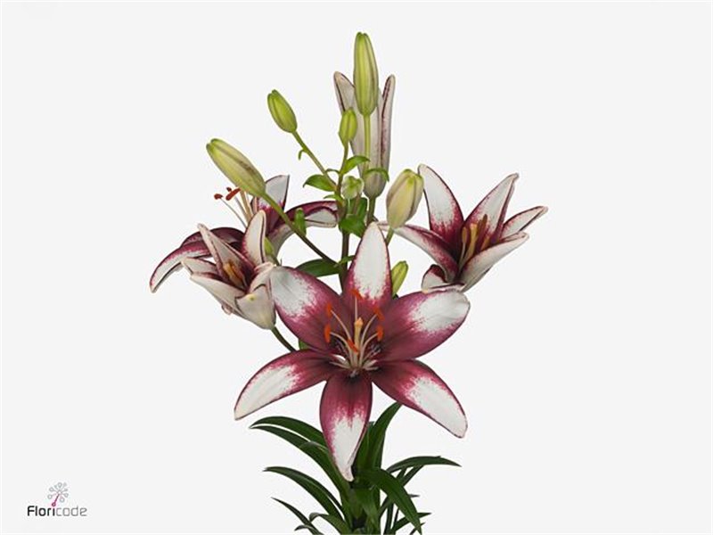 Lilija Longi x Aziatic Aqua Lat White c1035