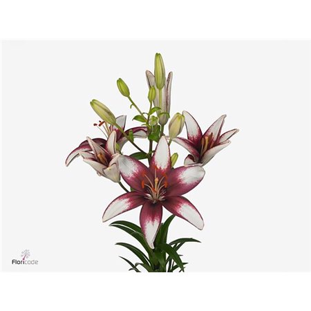 Lilija Longi x Aziatic Aqua Lat White c1035