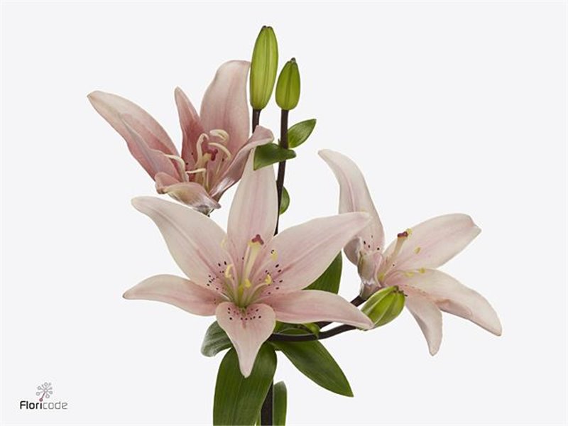 Lilija Longi x Aziatic Aqua Twinlife Pink c1042