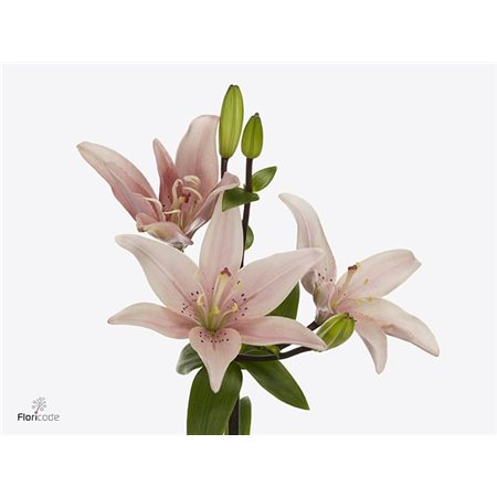 Lilija Longi x Aziatic Aqua Twinlife Pink c1042