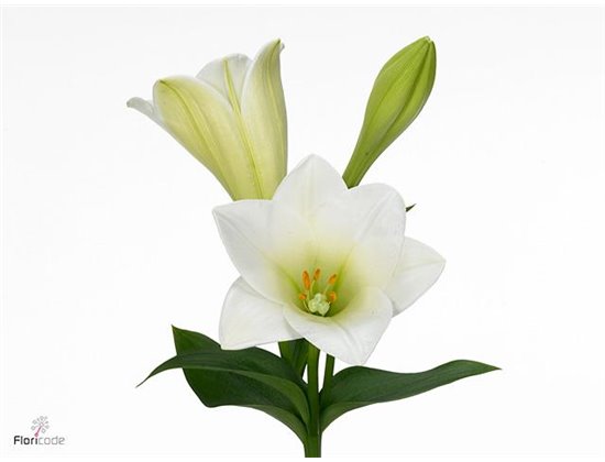 Lilija Longiflorum Aqua Watch Up 1 Flower c1043