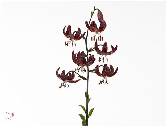 Lilija Martagon Aqua Claude Shride c1045