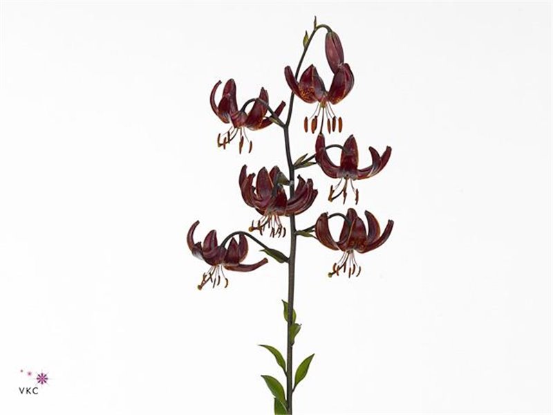 Lilija Martagon Aqua Claude Shride c1045
