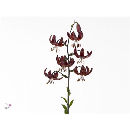 Lilija Martagon Aqua Claude Shride c1045