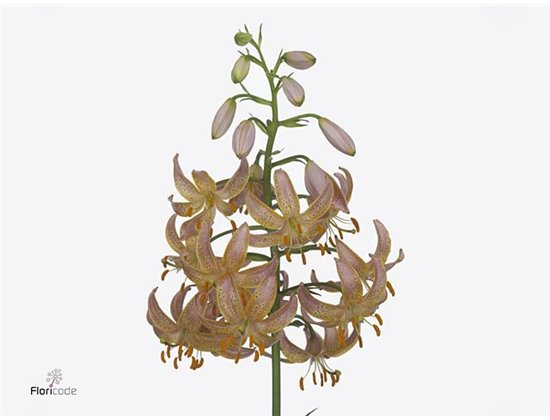 Lilija Martagon Aqua Fairy Morning c1046