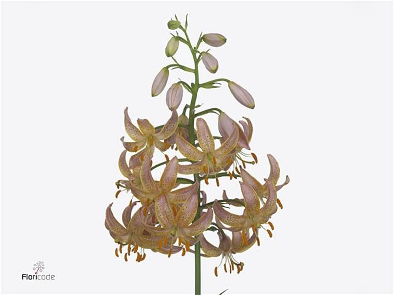 Lilija Martagon Aqua Fairy Morning c1046