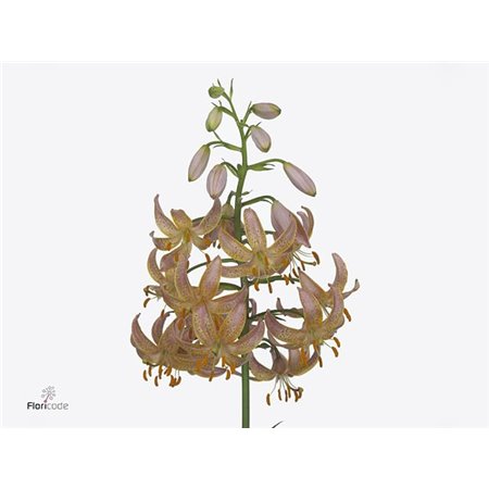 Lilija Martagon Aqua Fairy Morning c1046