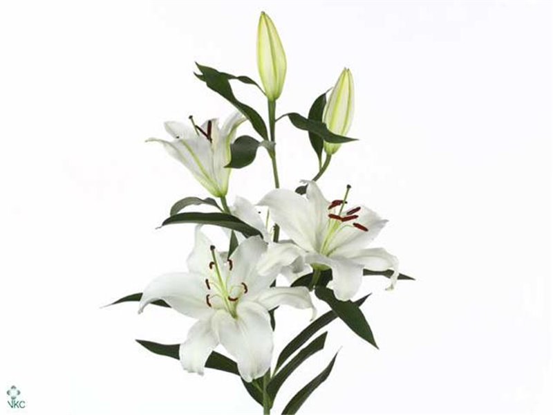 Lilija Oriental Aqua Santander c1051