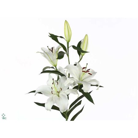 Lilija Oriental Aqua Santander c1051