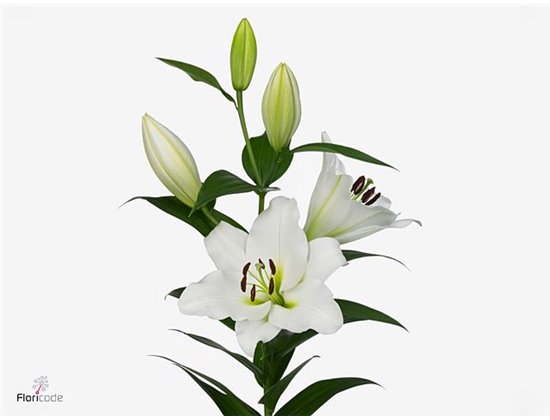 Lilija Oriental Aqua Tisento c1052
