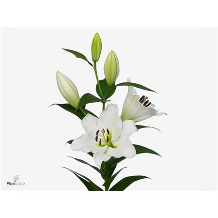 Lilija Oriental Aqua Tisento c1052