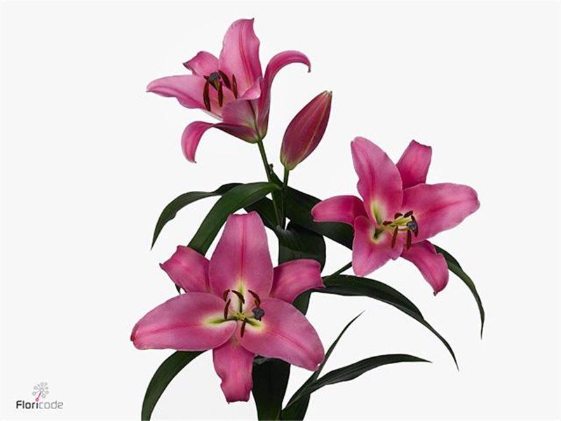 Lilija Oriental Aqua Tisento c1053