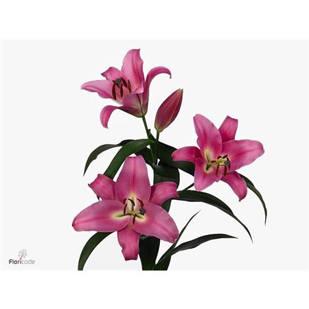 Lilija Oriental Aqua Tisento c1053