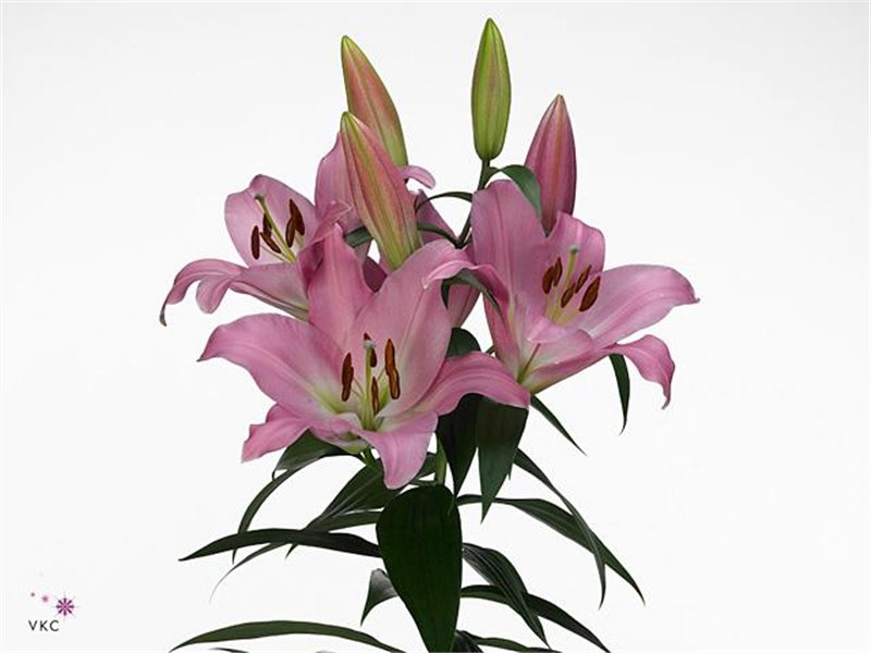 Lilija Oriental Aqua X Tr Tabledance c1054