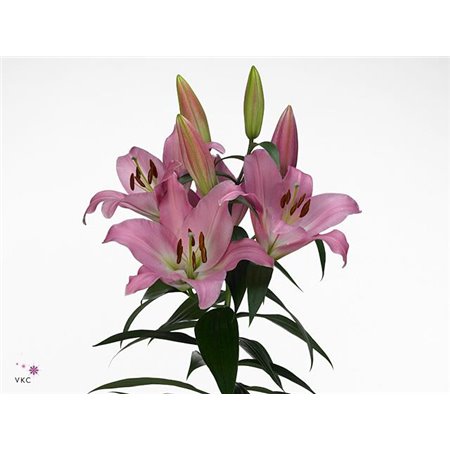 Lilija Oriental Aqua X Tr Tabledance c1054