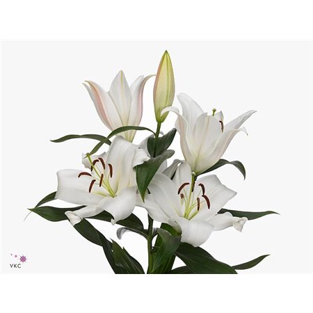 Lilija Oriental Aqua Zambesi c1055