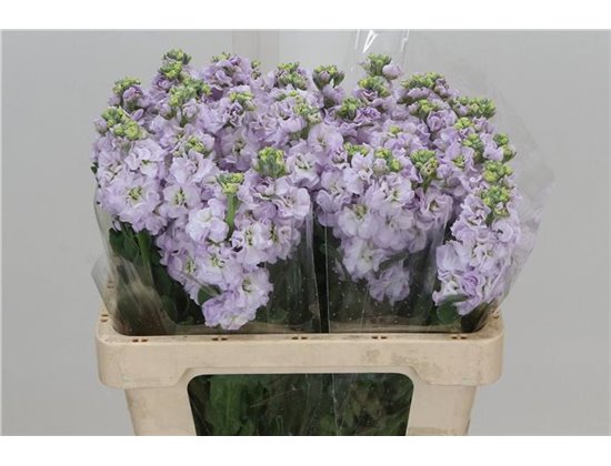 Matth. Iron x30 Cherryblossom 55cm c1095
