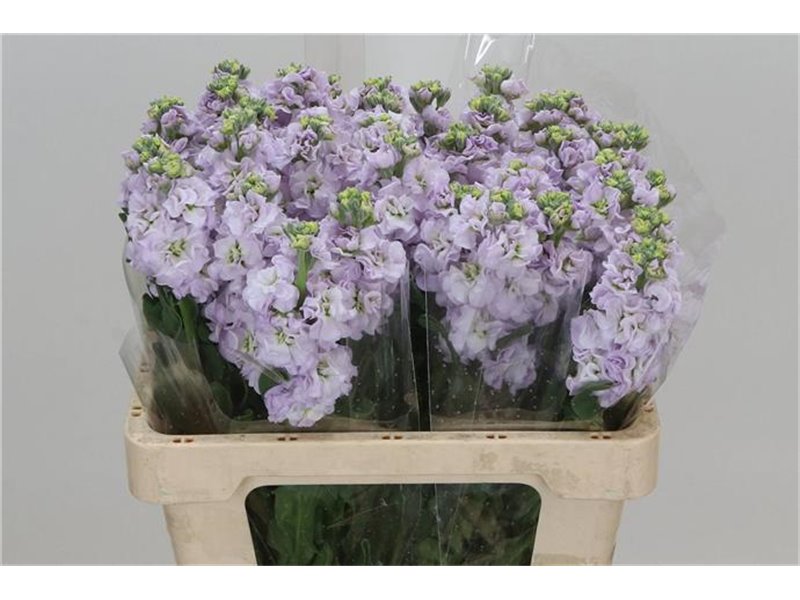 Matth. Iron x30 Cherryblossom 55cm c1095