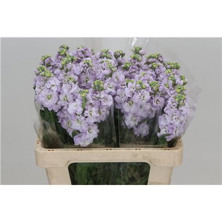 Matth. Iron x30 Cherryblossom 55cm c1095