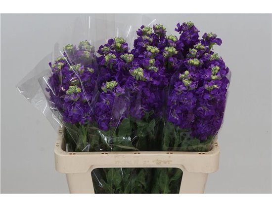 Matth. Iron x30 Purple 55cm c1096