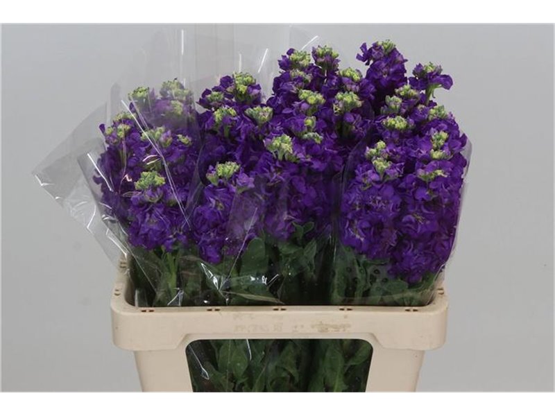 Matth. Iron x30 Purple 55cm c1096
