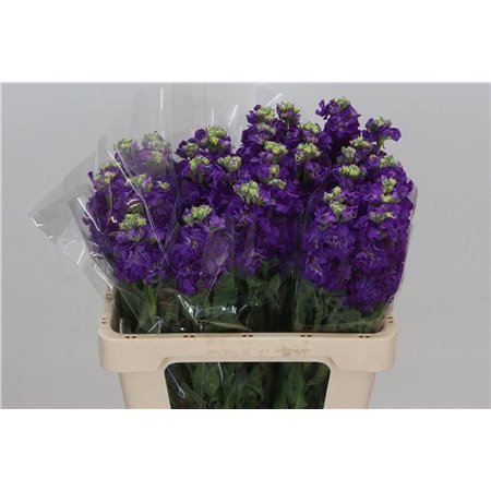 Matth. Iron x30 Purple 55cm c1096