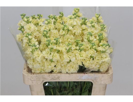 Matth. Iron x30 White 55cm c1097