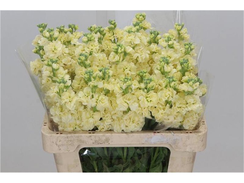 Matth. Iron x30 White 55cm c1097