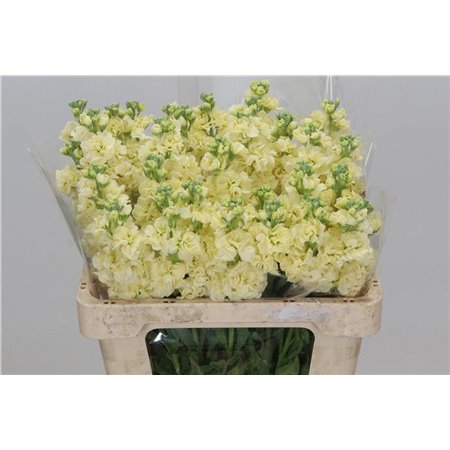 Matth. Iron x30 White 55cm c1097