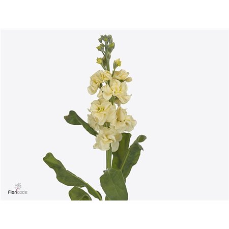 Matthiola Stocks Stx Yellow c1104