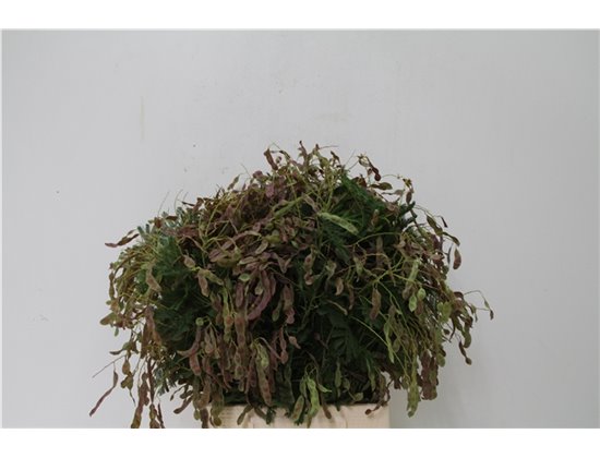 Matthiola Stocks Stx Yellow c1105