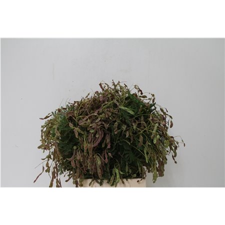 Matthiola Stocks Stx Yellow c1105