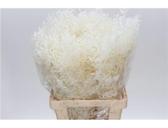 Ruskus Wild White c1662