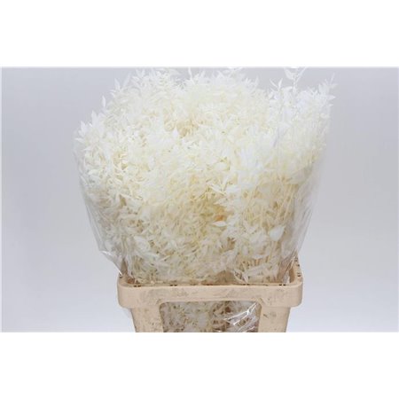 Ruskus Wild White c1662