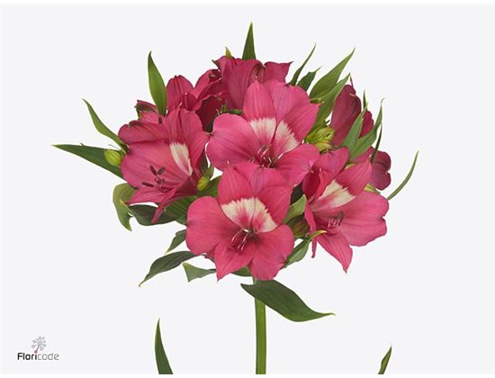 Alstromerija Intenz Da Pink c91