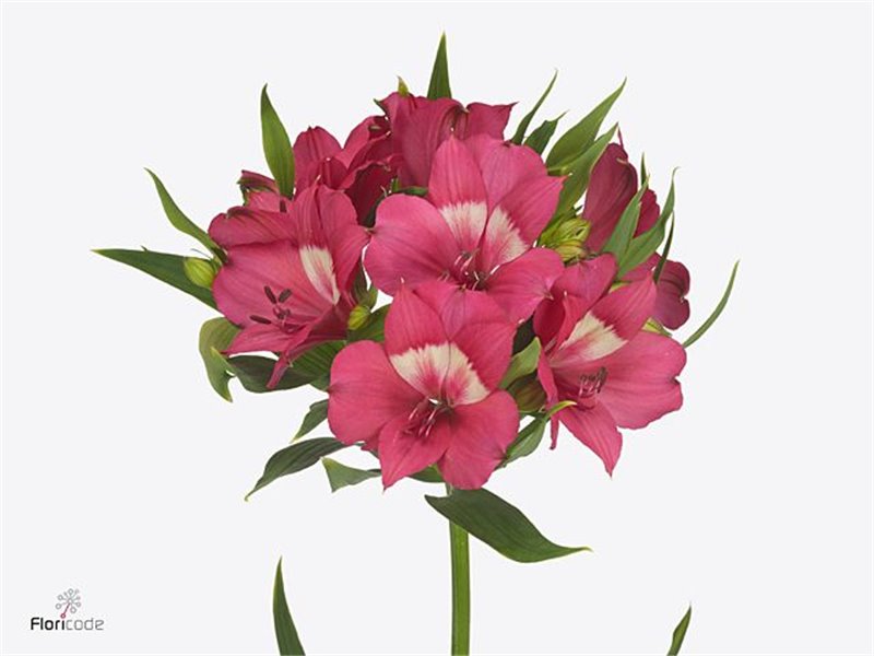 Alstromerija Intenz Da Pink c91