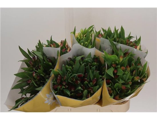 Alstromerija Mixed in bucket c93