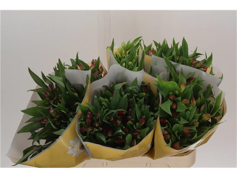 Alstromerija Mixed in bucket c93