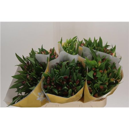 Alstromerija Mixed in bucket c93