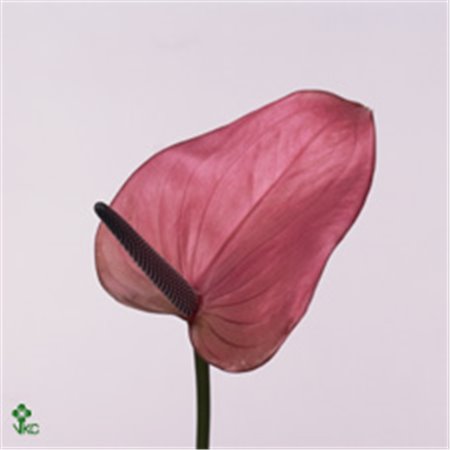 Anthurium A Cantello c131