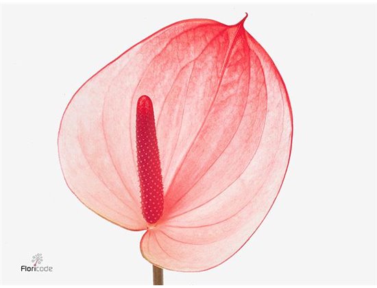 Anthurium A Latte c141
