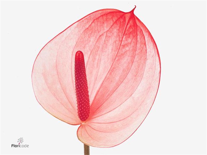 Anthurium A Latte c141