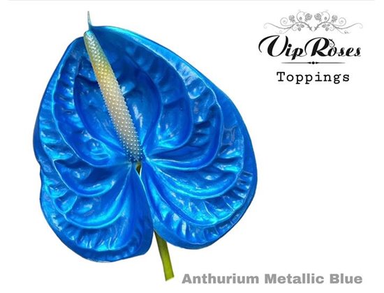 Anthurium A Metallic Blue c143