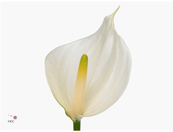 Anthurium A Whisper c158