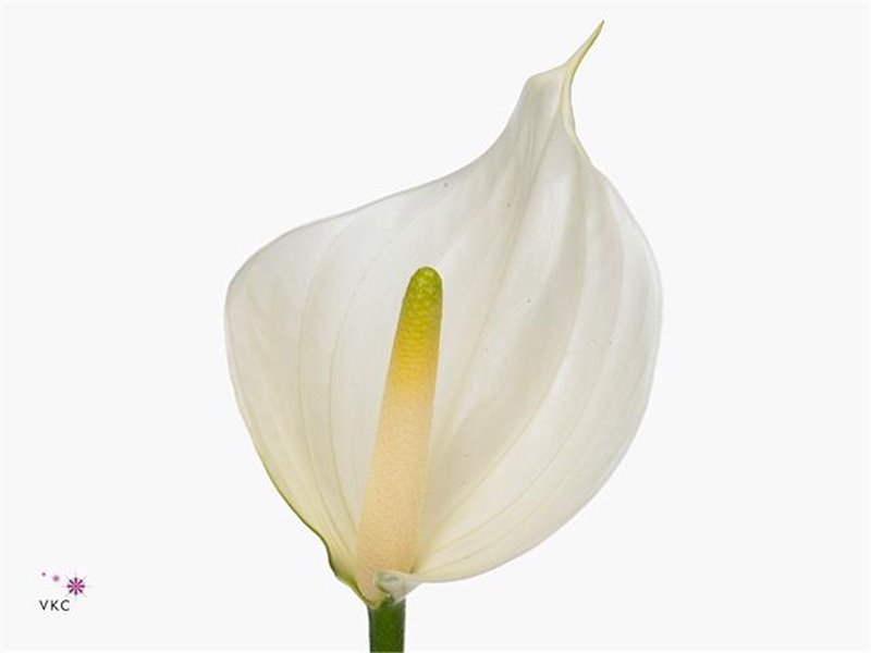 Anthurium A Whisper c158