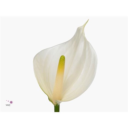Anthurium A Whisper c158